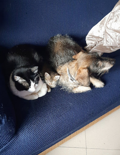 Clínica Veterinaria Valdevet – Valdemorillo