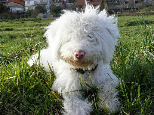Clínica Veterinaria Valle Camargo – Muriedas