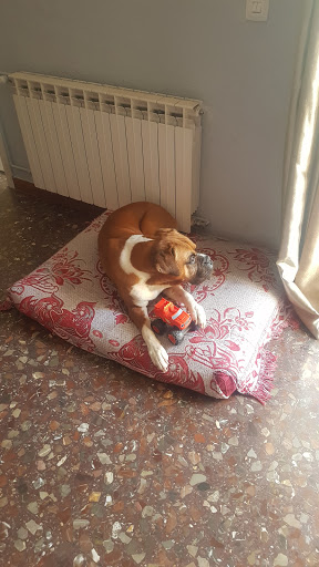 Clínica Veterinaria Vallirana – Vallirana