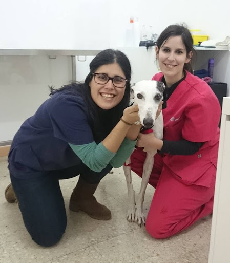 Clínica Veterinaria Vallivet – Vallirana