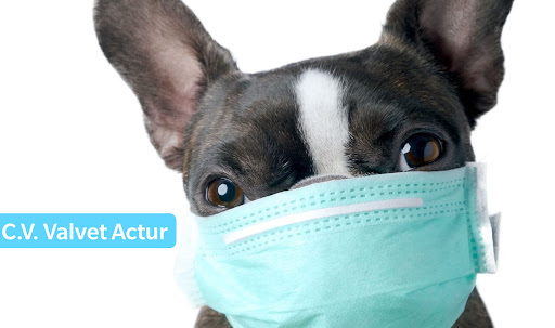 Clínica Veterinaria Valvet Actur – Zaragoza