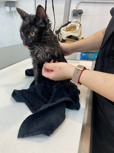 Clínica Veterinaria Velazquez – Málaga