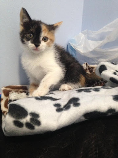 Clínica Veterinaria Vera Valdebebas – Madrid