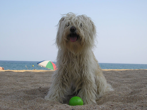 Clínica Veterinaria Verneda (Veteralia) – Barcelona