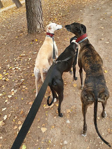 Clínica Veterinaria Veses – Llíria