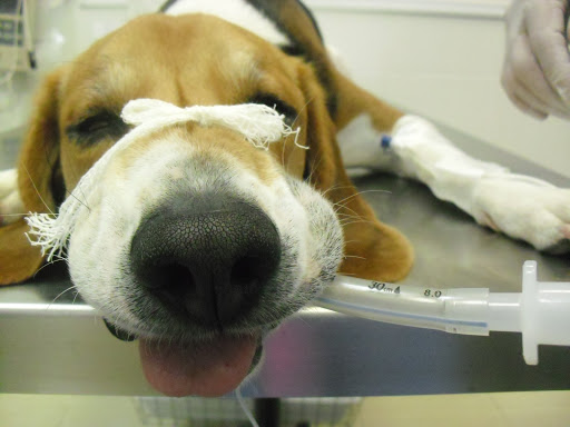 Clínica Veterinaria Vetagro – La Gangosa