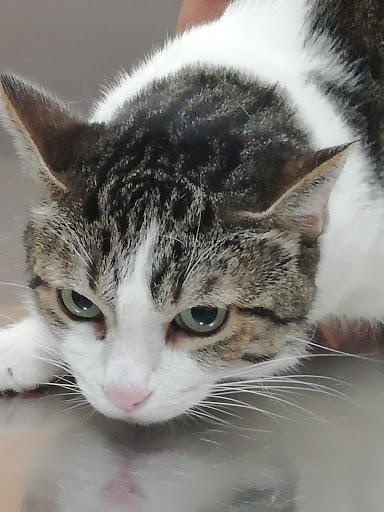 Clínica Veterinaria Veteros – Barcelona