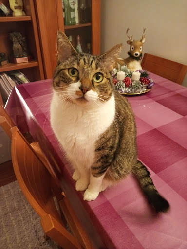 Clínica Veterinaria Vetia – Vigo