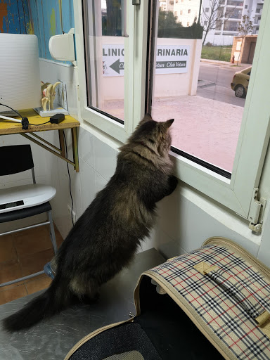 Clínica Veterinaria Vetsur – Torremolinos – Torremolinos