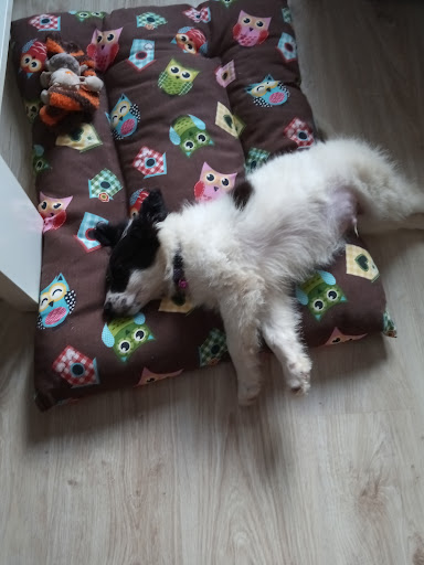 Clínica Veterinaria Vetusta – Oviedo