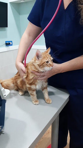 Clínica Veterinaria Vet&vet Sevilla Este – Sevilla