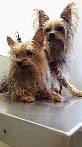 Clínica Veterinaria Vidal-pereyra – Ibiza