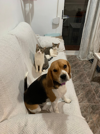 Clínica Veterinaria Vidas – Sant Vicenç dels Horts