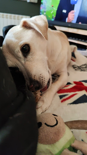 Clínica Veterinaria Viladecavalls – Viladecavalls