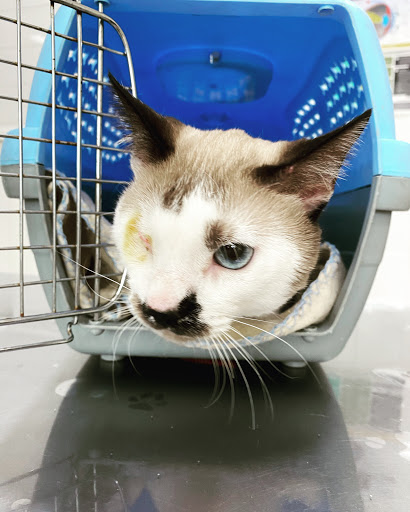 Clínica Veterinaria Villa Zoo – Villamartín