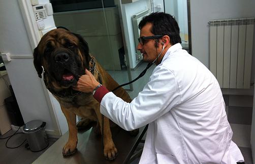 Clínica Veterinaria Vil·la Amèlia – Barcelona