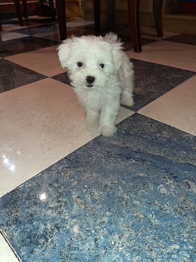 Clínica Veterinaria Vinateros – Madrid