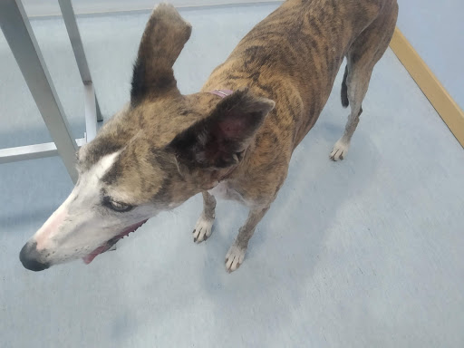 Clínica Veterinaria Vistalegre – Burgos