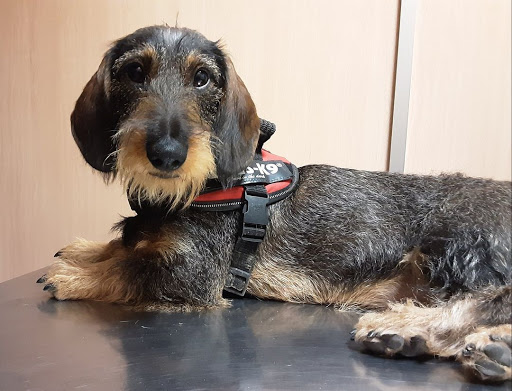 Clínica Veterinaria Viveros Urgencias – Valencia