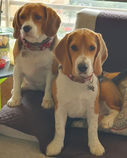 Clínica Veterinaria Voramar Golf – Alicante