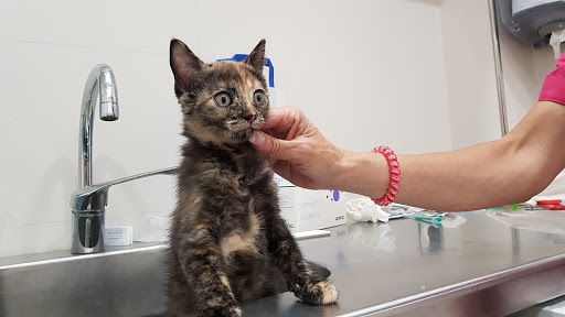 Clínica Veterinaria Zafra – Madrid