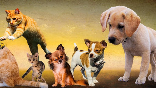 Clínica Veterinaria Zaindu – Artatza