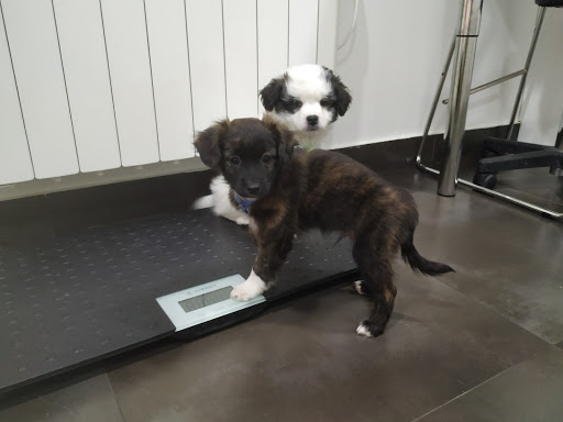 Clínica Veterinaria Zalla – Mimetiz