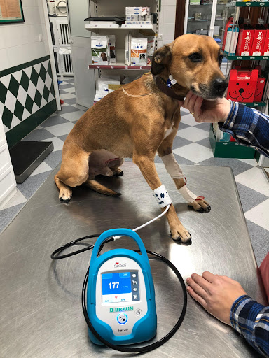 Clínica Veterinaria Zamfer – Lebrija