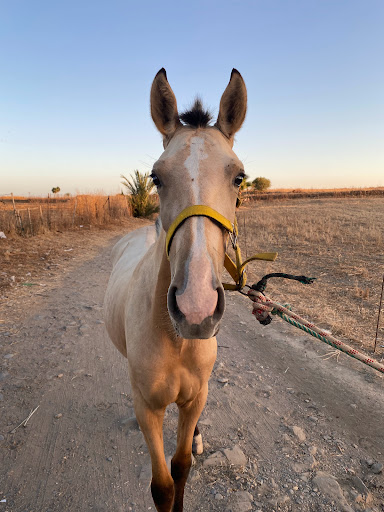 Clínica Veterinaria Zampivet – San Bartolomé de la Torre