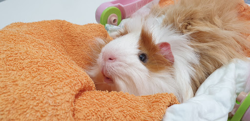 Clínica Veterinaria Zoològica de Pineda de Mar – Pineda de Mar