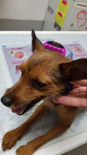 Clínica Veterinaria Zoosano – Madrid