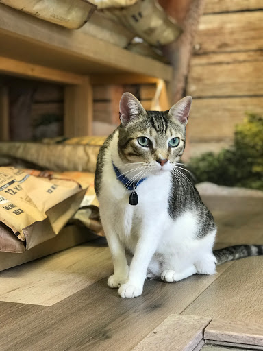 Clínica Veterinaria +cotas – L’Eliana