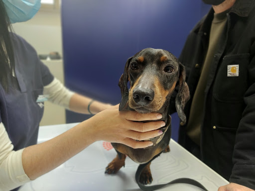 Clínica Veterinaria del Mar – Sicília – Barcelona