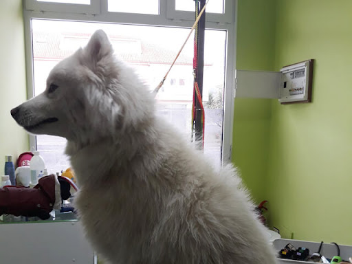 Clínica Veterinaria y Peluquería Criaturas – Vimianzo