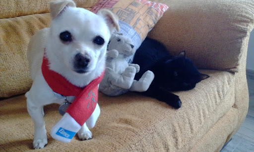 Clínica Veterinaria.las Mascotas de Coral. – Morales del Vino