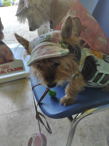 Clínican Veterinarios – Zaragoza