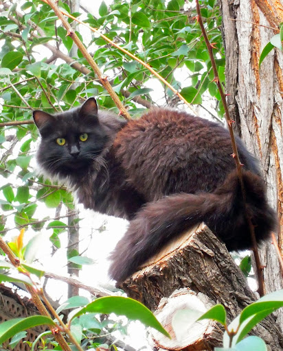 Clínican – Alcantarilla