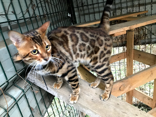 Clínicat Gatos Bengalíes – Barakaldo