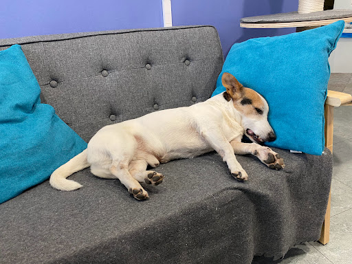 Clinics Veterinaria – Santa Perpètua de Mogoda