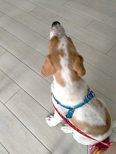 Clinivet – Veterinaris – La Ràpita