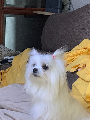 Clivet Veterinarios – Seseña