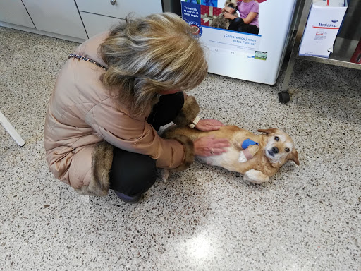 Comercial D. Veterinaria Piensos Silvestre – Alcoi