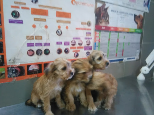 Consulta Veterinarea Santa Cruz – Santa Cruz de la Zarza