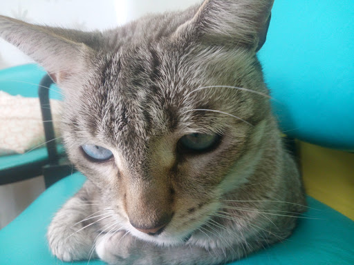 Consulta Veterinaria Bejeque – Las Palmas de Gran Canaria