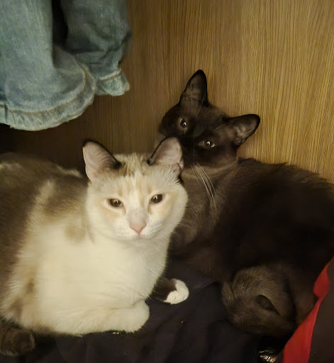 Consulta Veterinaria Bitxets – El Grao de Castellón