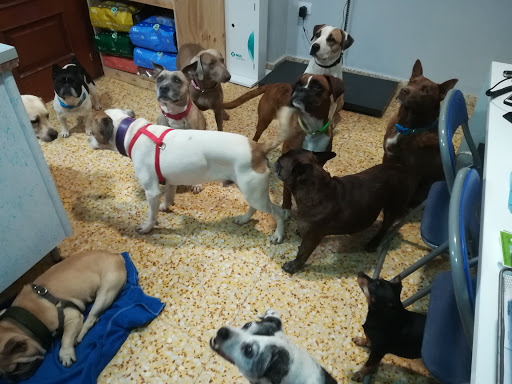 Consulta Veterinaria Cachibache – Arucas