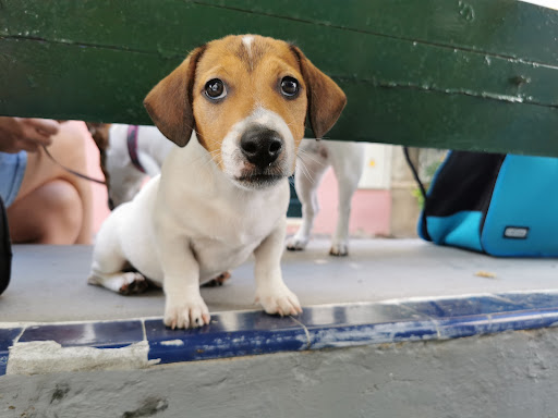 Consulta Veterinaria El Lomo – Puerto de la Cruz