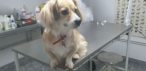 Consulta Veterinaria «Ordes Veterinaria» – Ordes