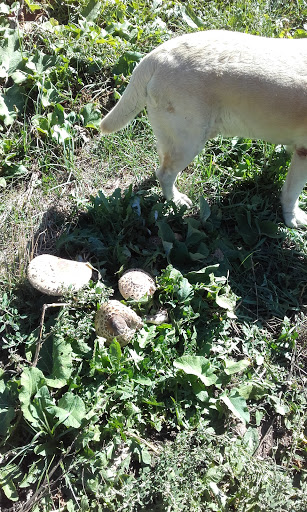 Consulta Veterinaria. Pedro Gil de Bernabe Huerga – Castejón de Sos