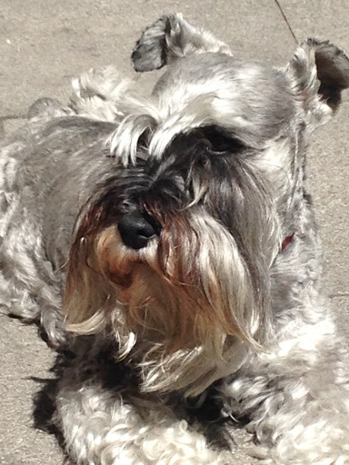 Consulta Veterinaria Petconsult – Pajareria Nieves – Ponferrada